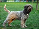 lagotto romagnolo