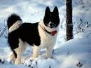 laika russo europeo