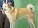 laika siberia occidentale