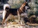 laika siberia orientale