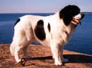 landseer