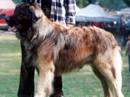 leonberger