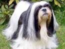 lhasa apso