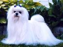 maltese
