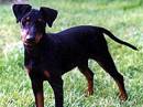 manchester terrier