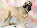 mastiff