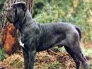 mastino napoletano