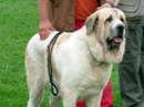 mastino spagnolo