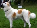 norbottenspets