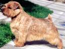 norfolk terrier