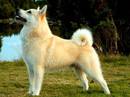 norsk buhund