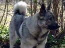norsk elghund grigio