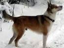 norsk lundehund