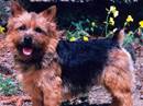 norwich terrier