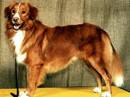 nova scotia duck tolling retriver