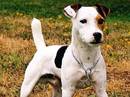 parson russell terrier