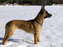 pastore belga malinois