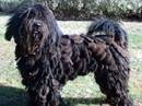 pastore bergamasco
