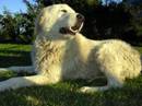 pastore maremmano abruzzese