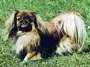 pechinese