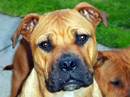 perro dogo mallorquin