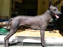 perro sin pelo del peru