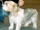 petit basset griffon vendeen