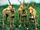 pharaon hound