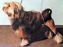 piccolo cane leone