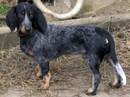 piccolo segugio della svizzera del lucernese