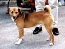 pinscher austriaco a pelo raso