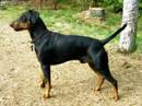 pinscher