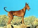 podenco canario