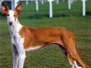 podenco ibicenco a pelo corto