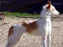 podenco ibicenco a pelo duro