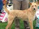 podenco portugues a pelo duro