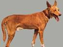 podenco portugues a pelo liscio