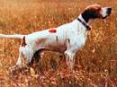 pointer inglese