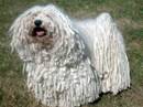 puli