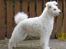 pumi