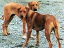 rhodesian ridgeback