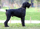 riesenschnauzer