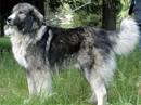 romanian carpathian shepered dog