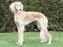 saluki