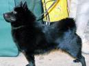 schipperkee