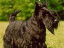 scottish terrier