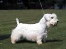 sealyham terrier
