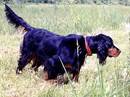 setter gordon