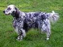 setter inglese