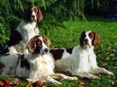 setter irlandese rosso e bianco